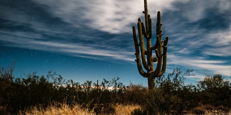 green cactus under white clouds